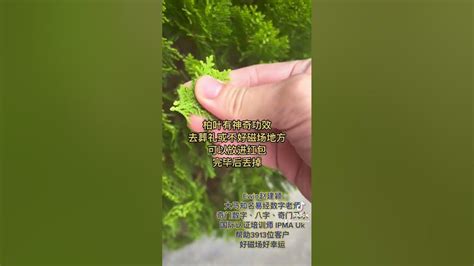 柏叶风水|易经风水——植物风水大全